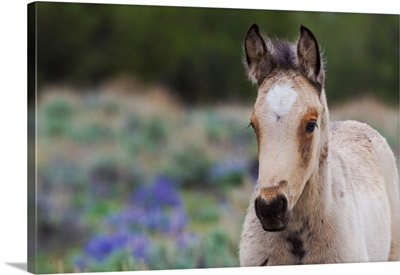 Wild Horse, Young Colt