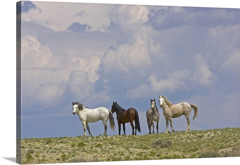 Wild horses and building storm clouds, Wyoming | Great Big Canvas