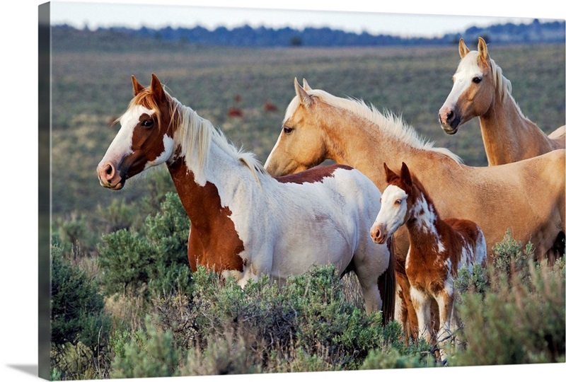 Wild Horses, Mustangs | Great Big Canvas