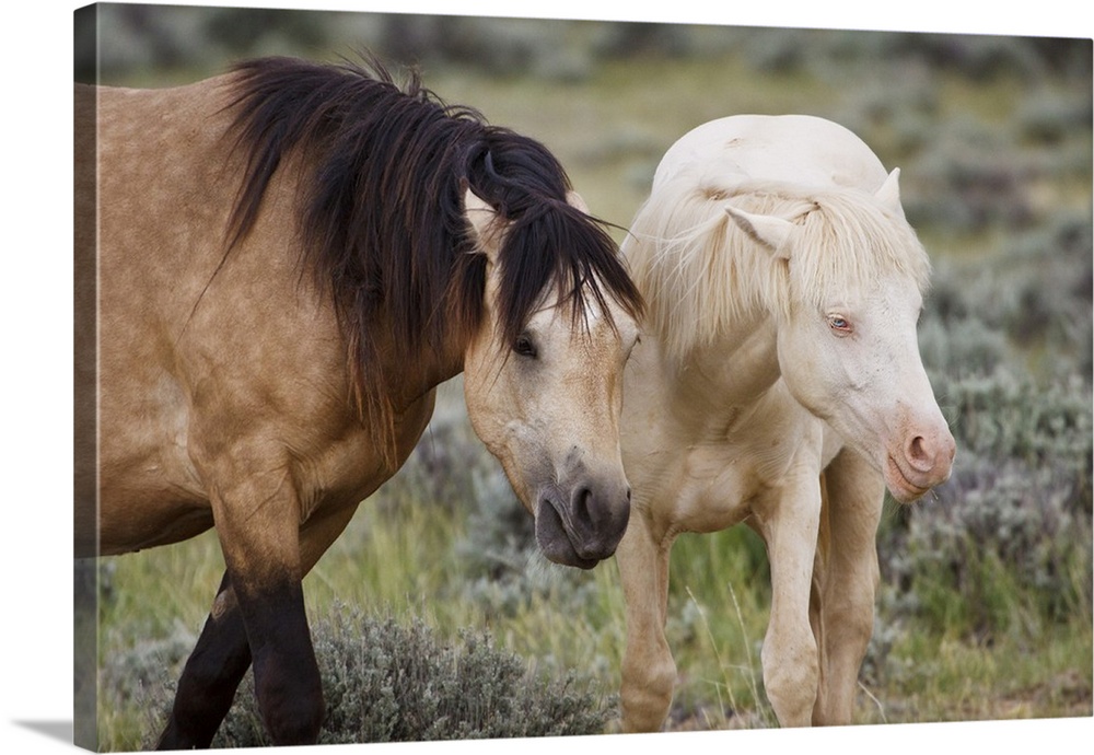 Wild horses (Equus caballos), adults of varying color in herd, Wyoming, USA, June.