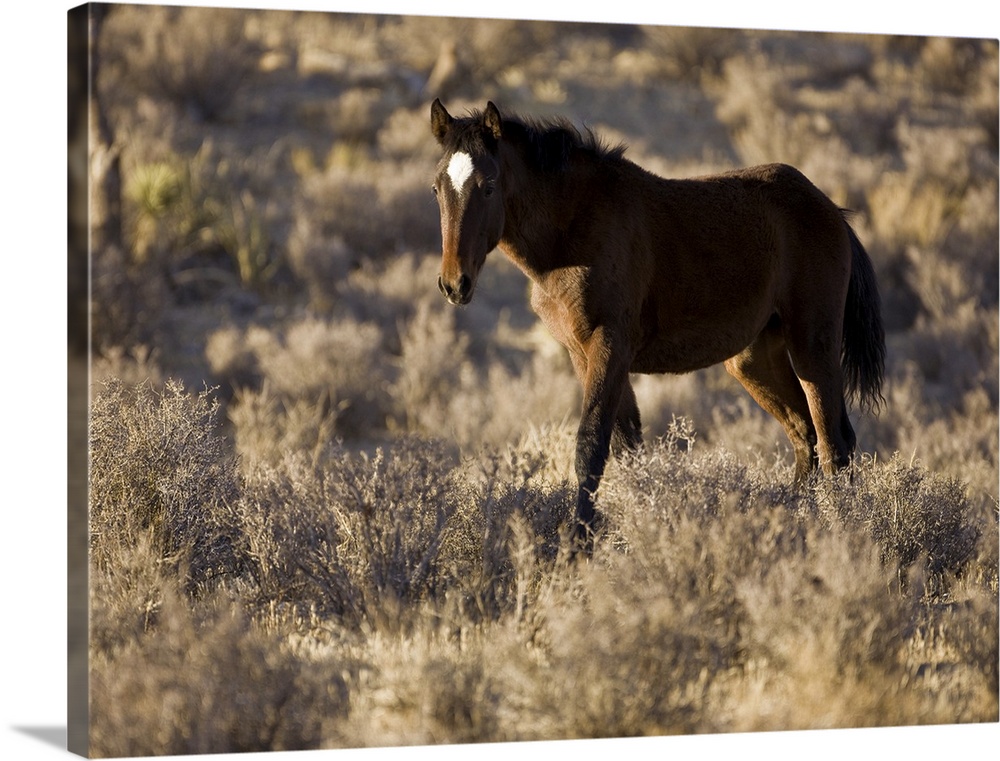 Wild Mustang, Wheeler Peak herd, Cold Creek Road, Spring Mountain range,  Nevada