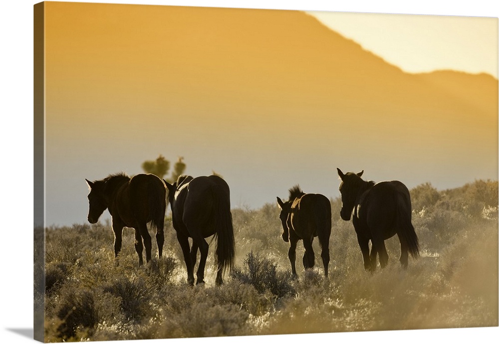 Wild Mustangs, Wheeler Peak herd, Cold Creek Road, Spring Mountain range,  Nevada