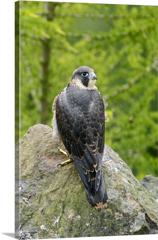 Wild Peregrine Falcon (Falco peregrinus) standing on rock after eating a pigeon.
