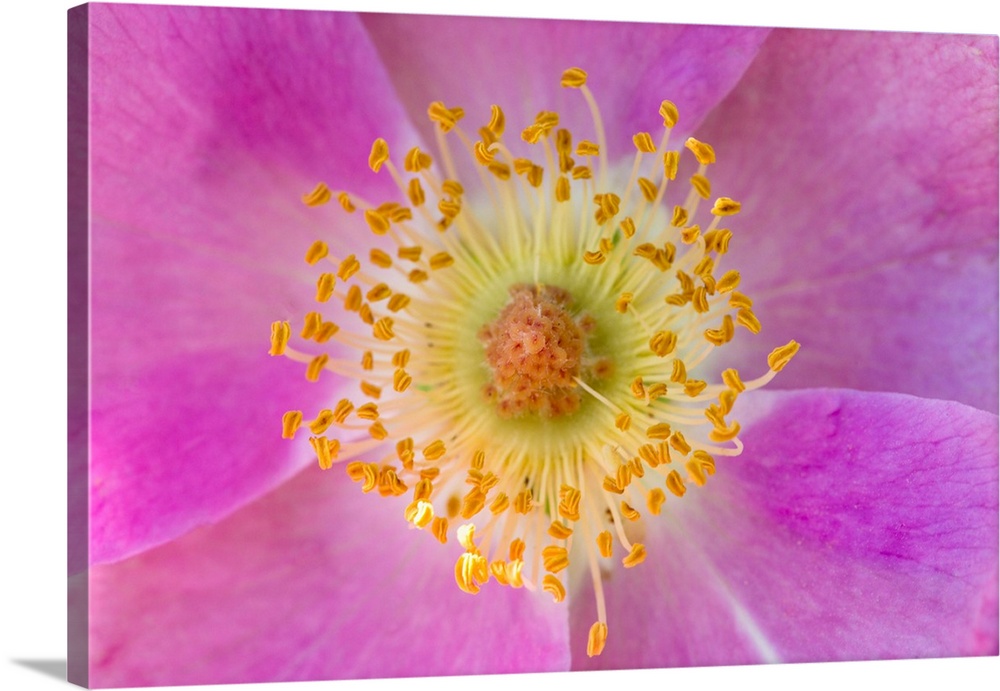 Wild Rose, Rosa acicularis,  Palouse region of eastern Washington.