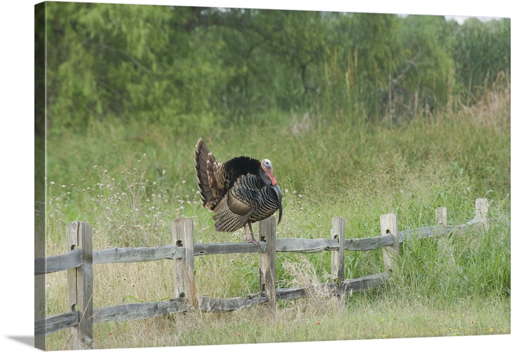 USA, Texas, Aransas National Wildlife Refuge, Wild Turkey (Meleagris gallopavo).