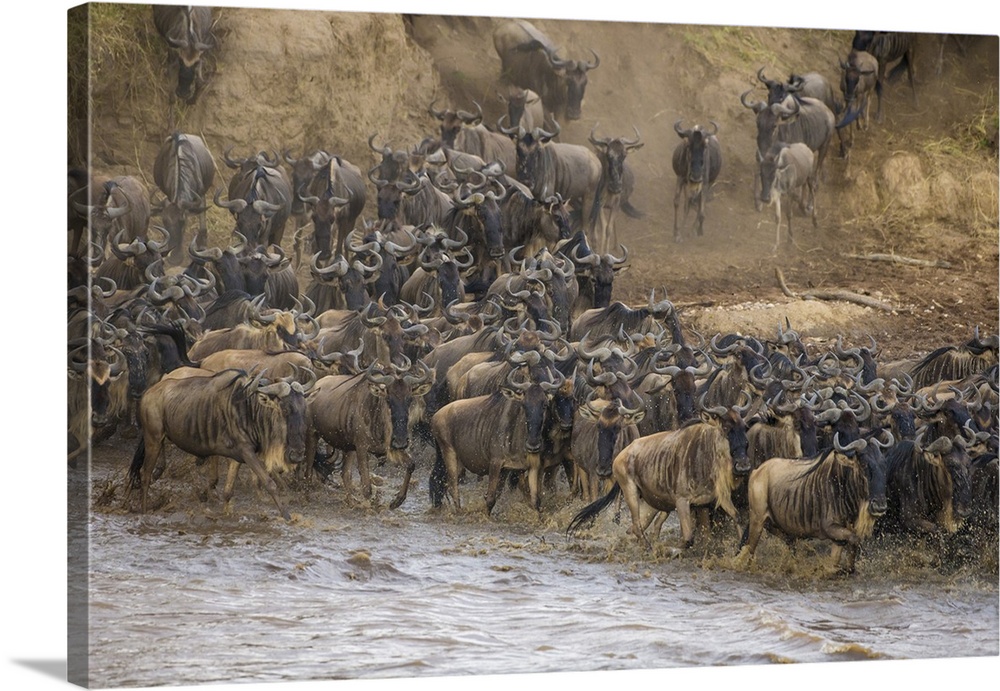 Africa. Tanzania. Wildebeest herd crossing the Mara river during the annual Great Migration in Serengeti NP.