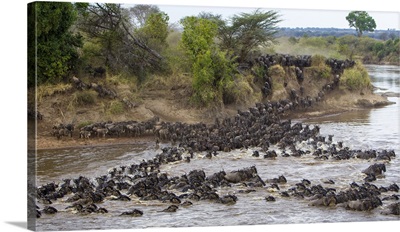 Wildebeest herd crossing the Mara river during the annual Great Migration in Serengeti