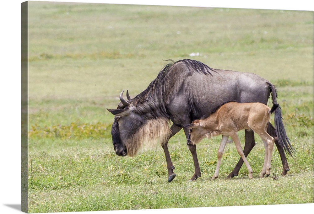 Wildebeest mother and newborn calf walk, profile view, Ngorongoro Conservation Area, Tanzania.