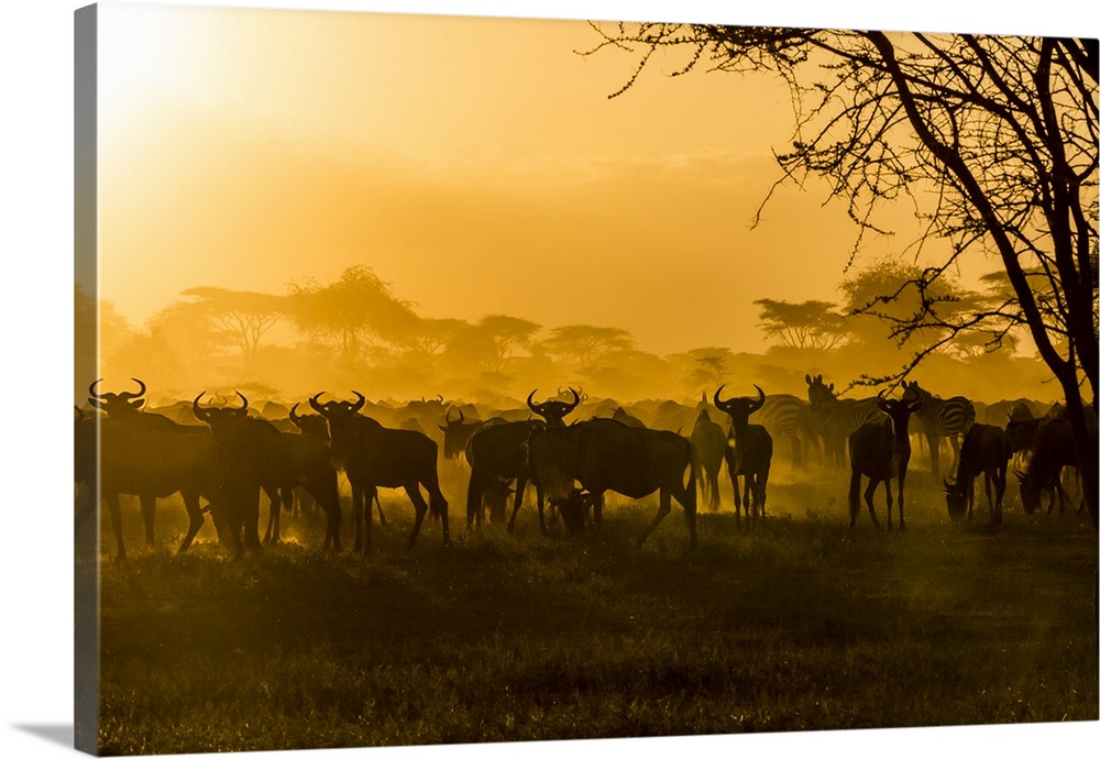 Wildebeests and zebras are silhouetted against the sunlit dust of their migration.