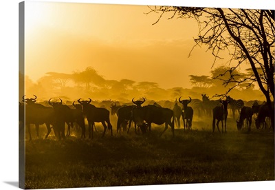 Wildebeests and zebras are silhouetted against the sunlit dust of their migration