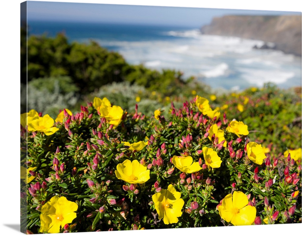 Rockrose or false sun-rose or halimium (Cistus, Halimium calycinum) at the Costa Vicentina. The coast of the Algarve durin...