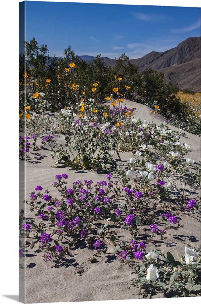 Wildflowers, Anza Borrego Desert State Park, California