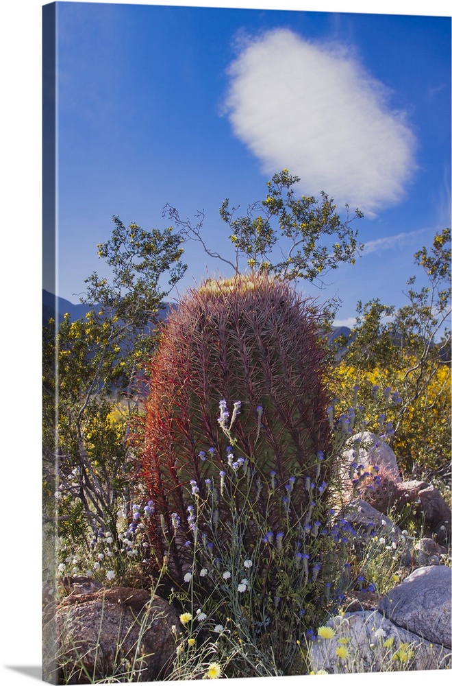 Wildflowers, Anza Borrego Desert State Park, California