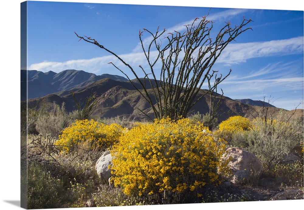 Wildflowers, Anza Borrego Desert State Park, California Solid-Faced Canvas  Print