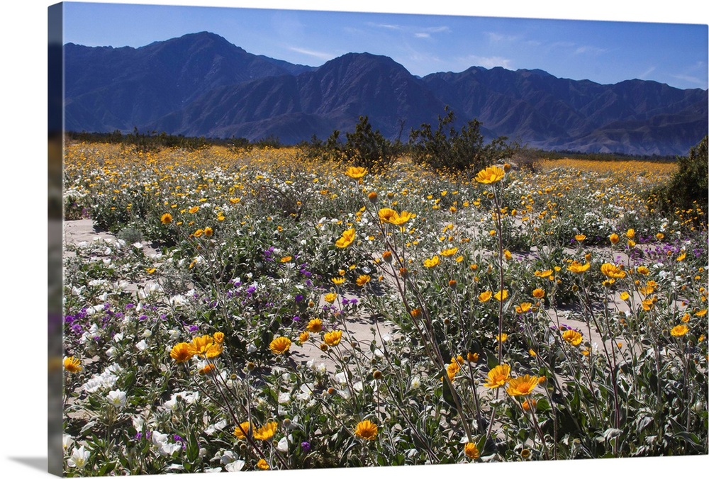 Wildflowers, Anza Borrego Desert State Park, California