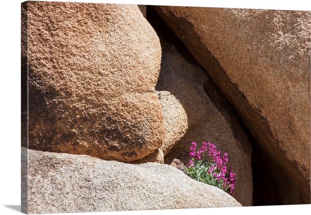 Wildflowers growing in Joshua Tree National Park, California