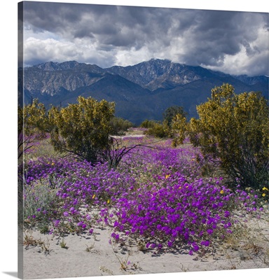 Wildflowers In Spring, Coachella Valley