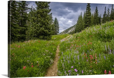 Wildflowers in the Albion basin, Uinta Wasatch Cache Mountains, Utah