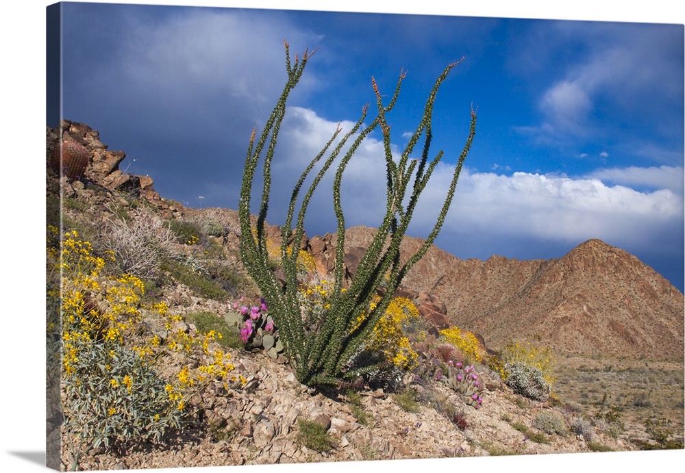 Wildflowers, Joshua Tree National Park, California