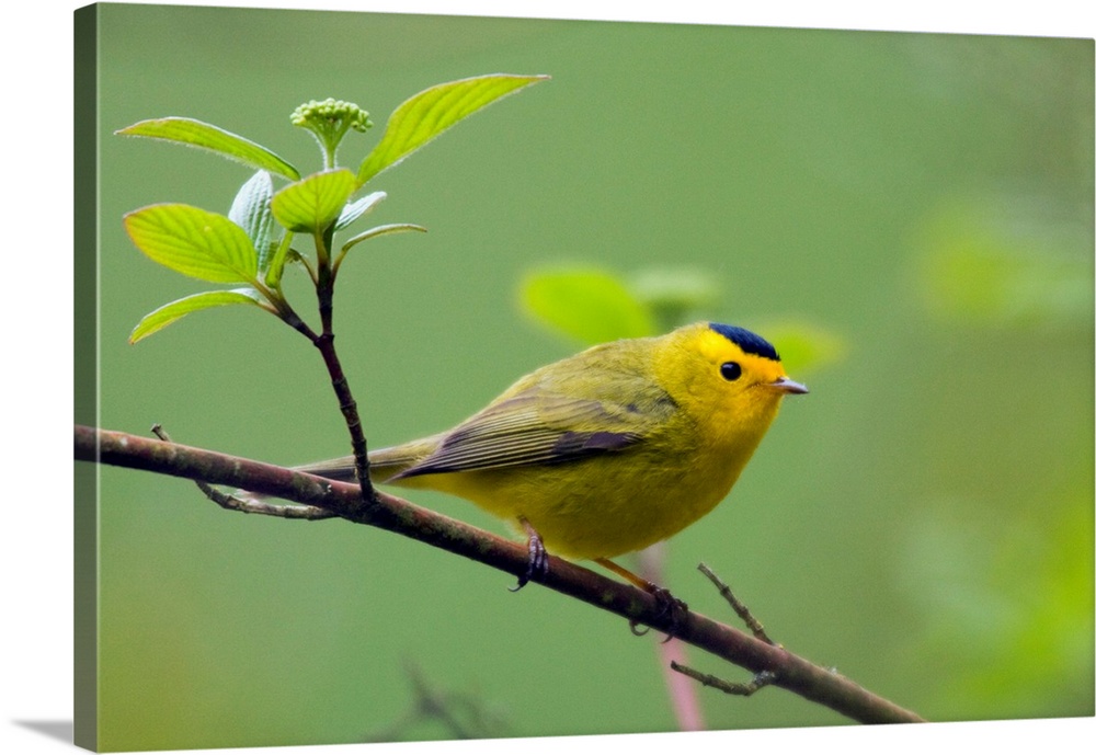 Wilson's Warbler