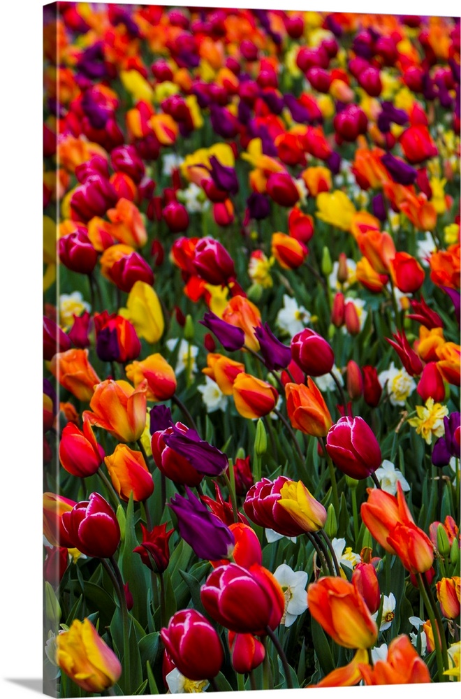 Wind blows a field of multi-colored tulips