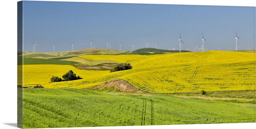 Windmills north of Steptoe with wheat and canola fields in foreground, Eastern Washington