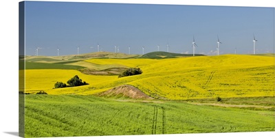 Windmills North Of Steptoe With Wheat And Canola Fields, Eastern Washington