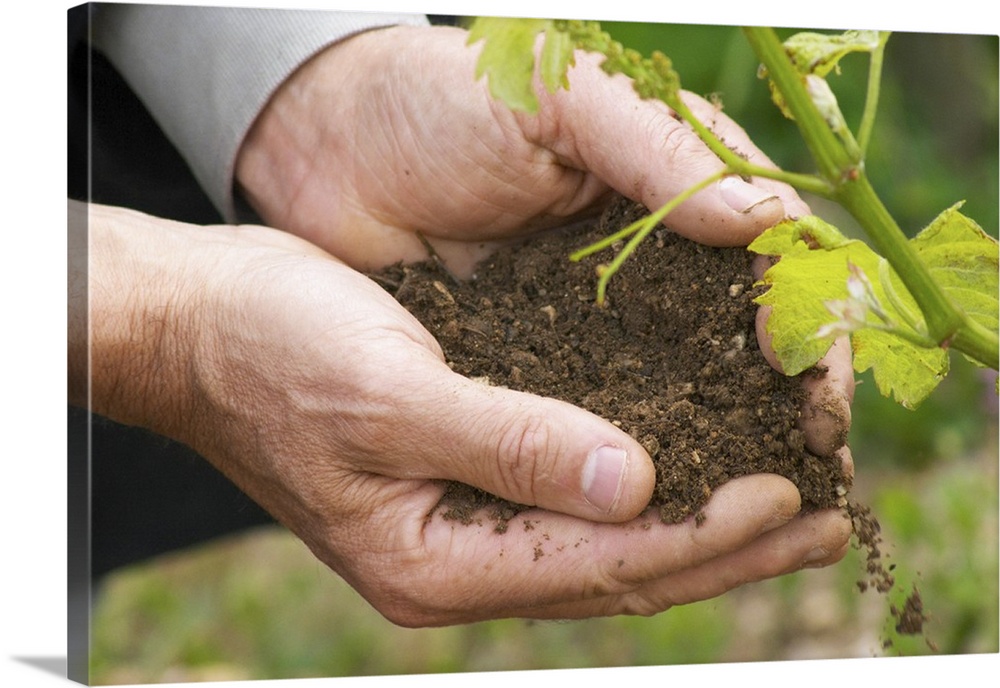 The then chief winemaker and director of Chapoutier, Alberic Mazoyer holding in his scooped hands a soil sample to demonst...