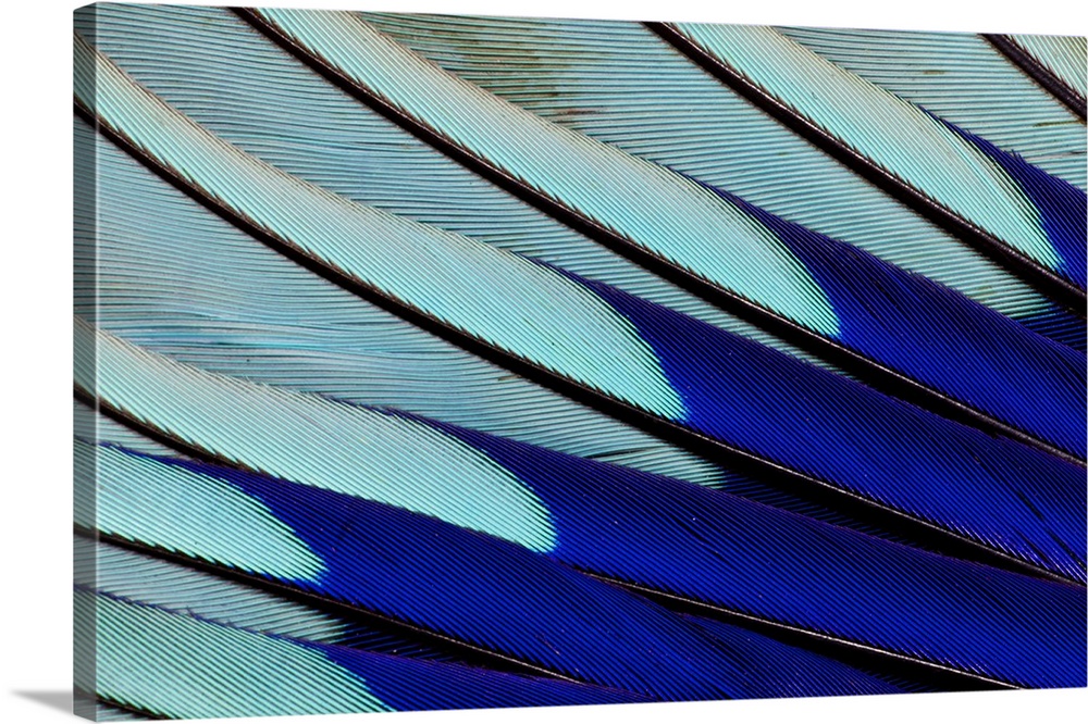 Wing feathers of Blue-bellied Roller.
