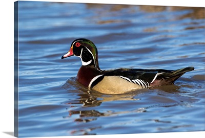Wood Duck (Aix sponsa) male in wetland, Marion Co., IL
