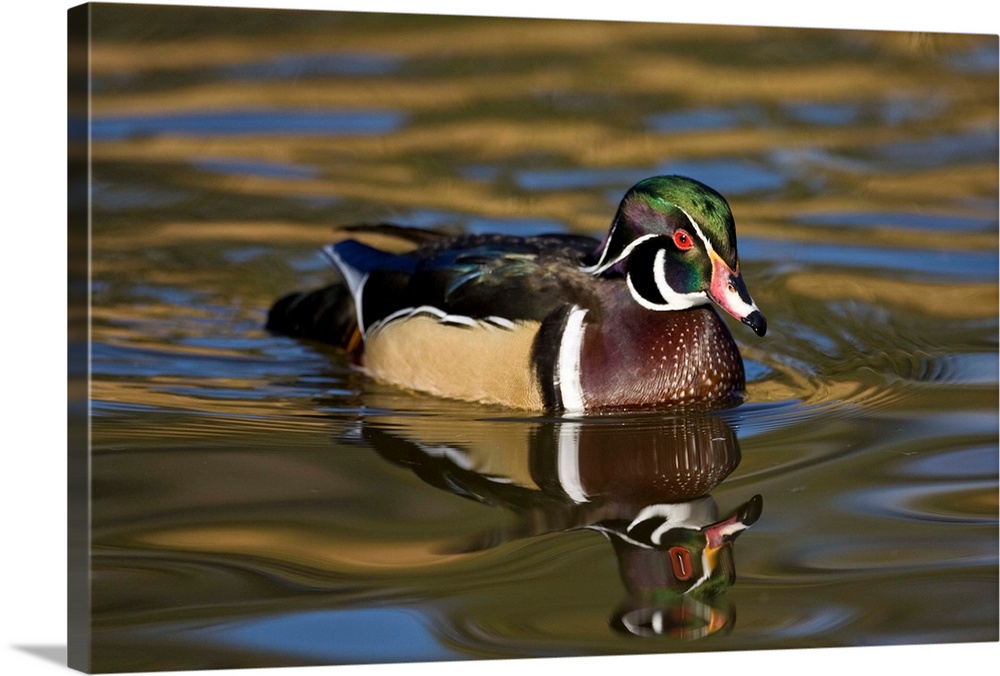 Wood Duck.Aix sponsa.Santee Lakes, Southern California