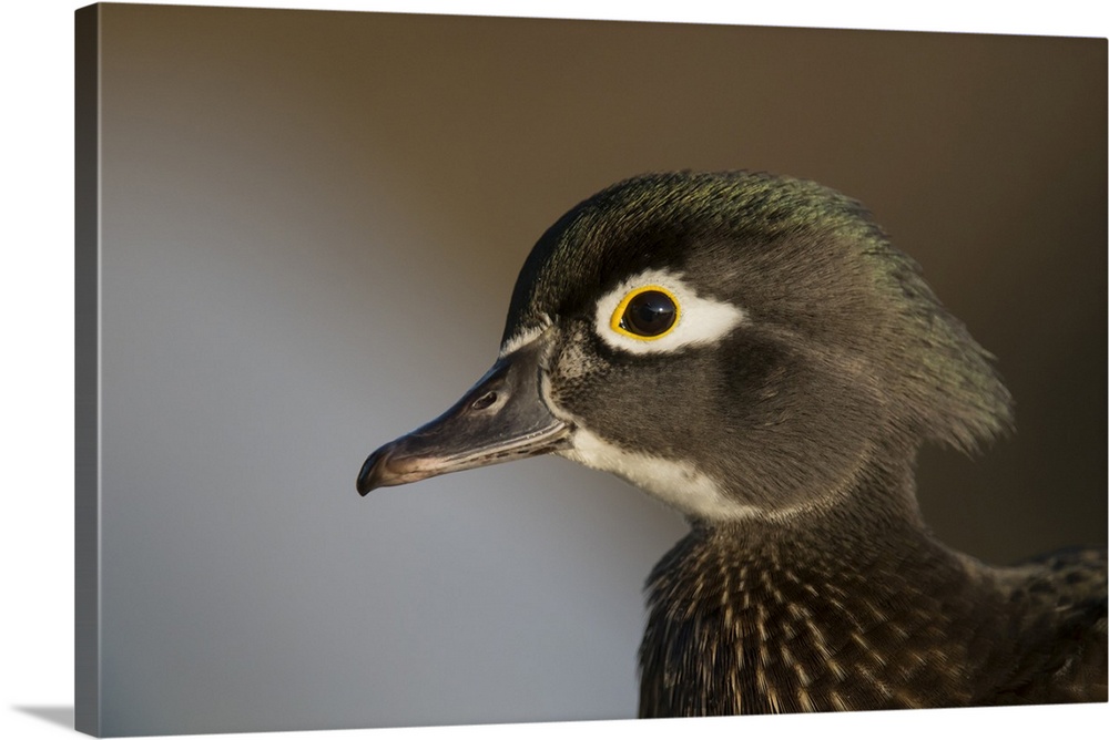 Wood duck female, close-up of head.