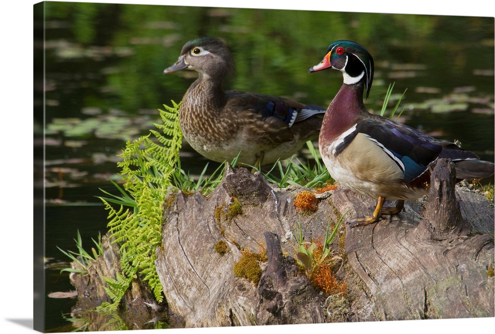 Wood Duck Pair.