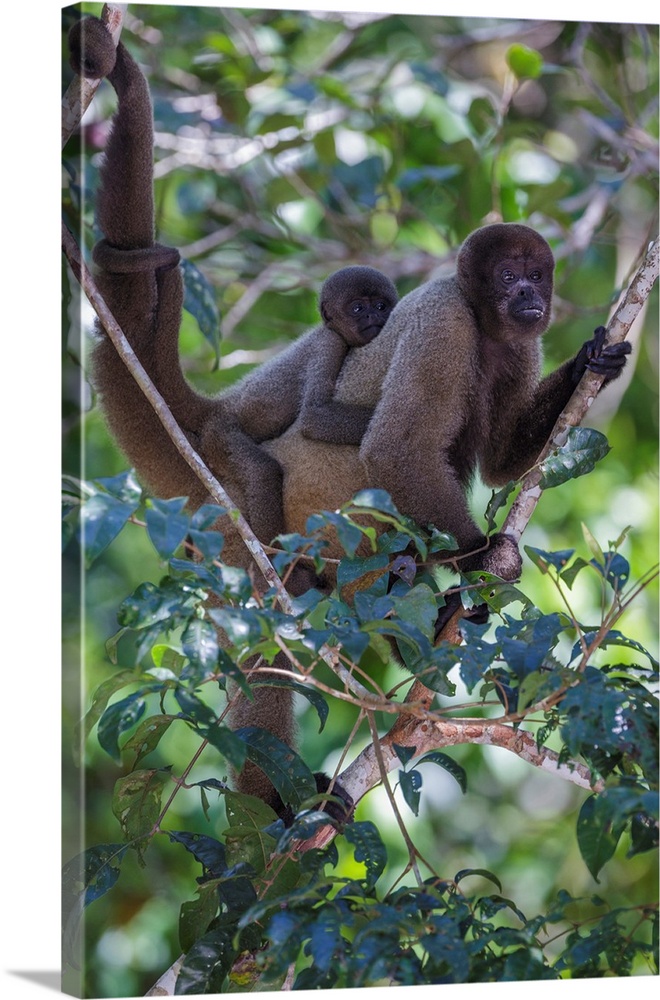 Woolly monkeys, Amazonas, Brazil.