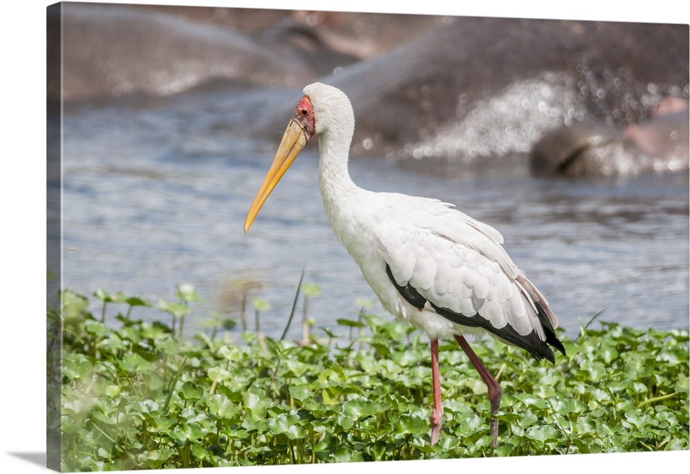 Woolly-Necked Stork