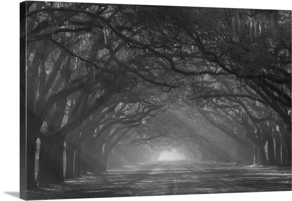 USA, North America, Georgia. Wormsloe Plantation Drive In The Early Morning With Rays Of The Sun.