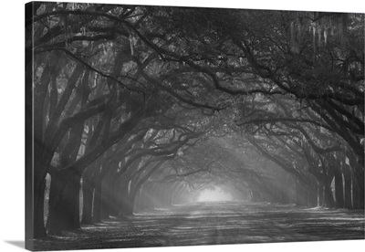 Wormsloe Plantation Drive In The Early Morning With Rays Of The Sun