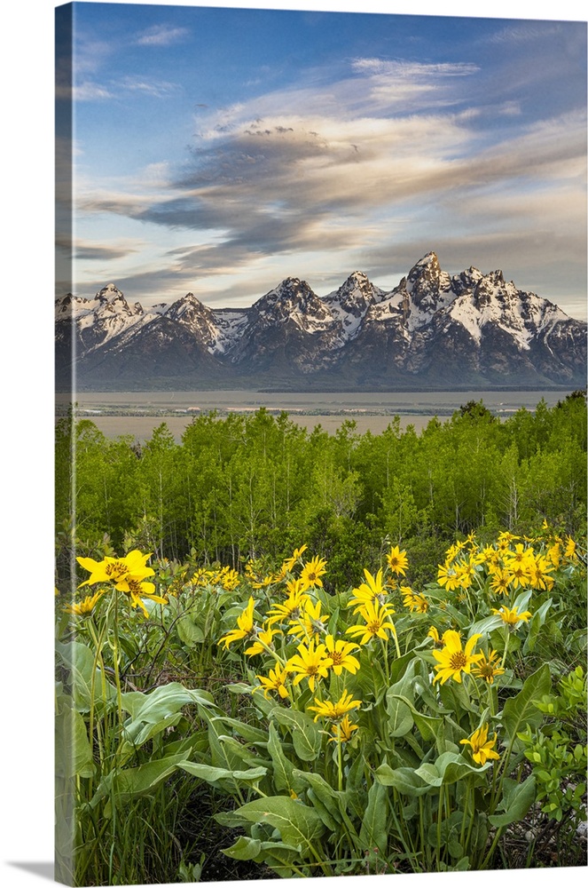 USA, Wyoming. Landscape of Grand Teton, Arrowleaf Balsamroot wildflowers and aspen trees, Grand Teton National Park.