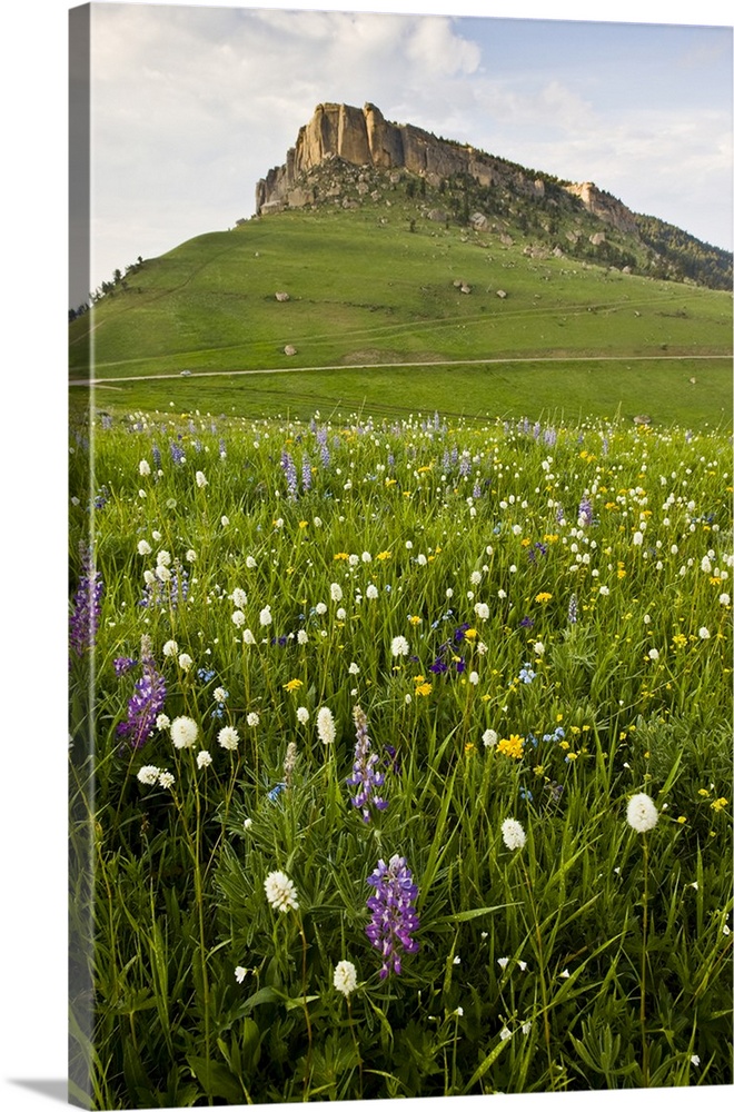North America, USA, Wyoming, Bighorn Mountains, alpine wildflowers, June.
