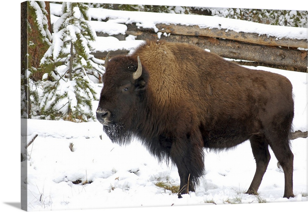 Wyoming, Bison in Yellowstone National Park.