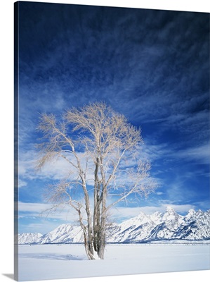 Wyoming, Cottonwood tree in winter