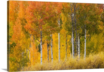 Wyoming, Grand Teton National Park, Aspen trees
