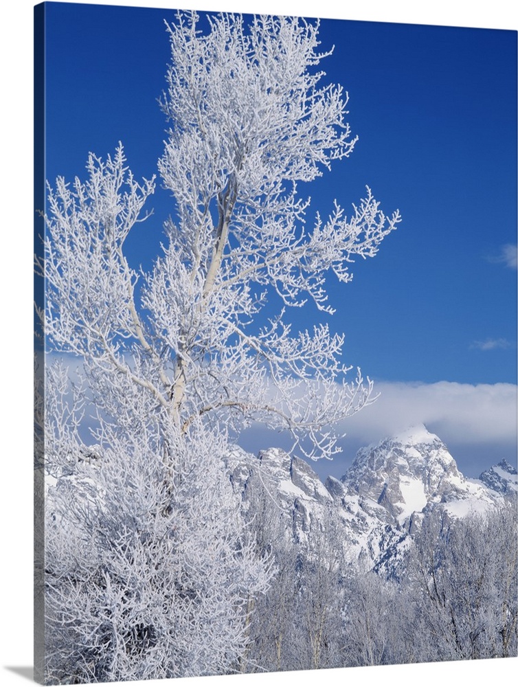 Wyoming, Grand Teton National Park, Cottonwood tree in winter.