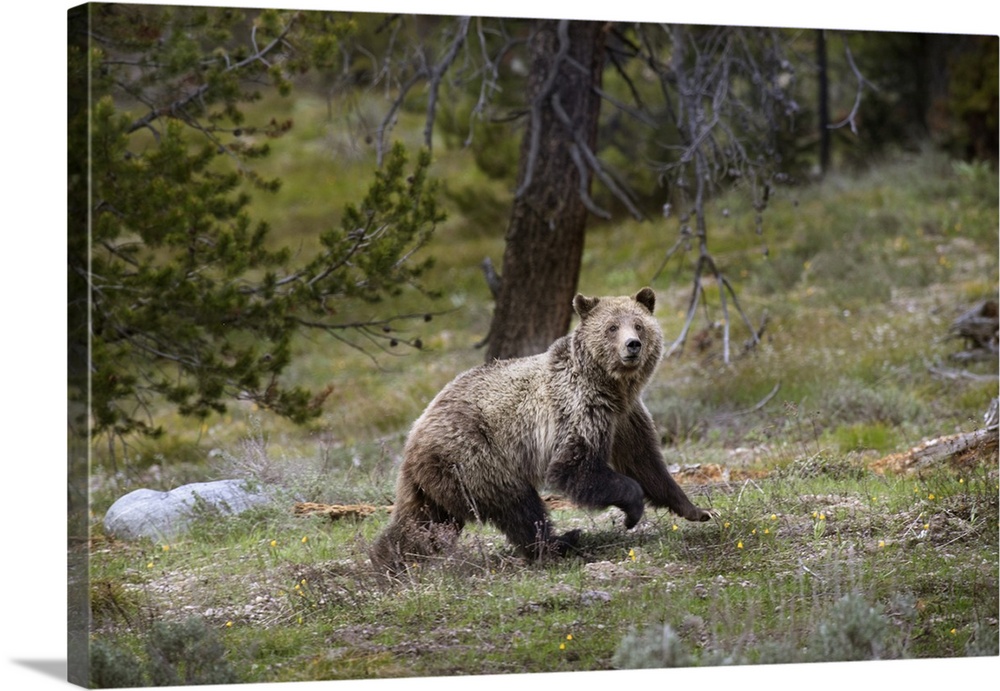 USA, Wyoming, Grand Teton National Park. Sow grizzly running across a meadow. Credit: Don Grall