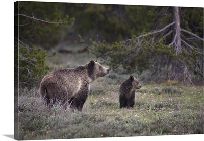 Wyoming, Grand Teton National Park, Sow Grizzly With Cub