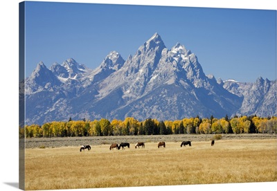 Wyoming, Grand Teton National Park, Teton Range and Cottonwood trees and horses