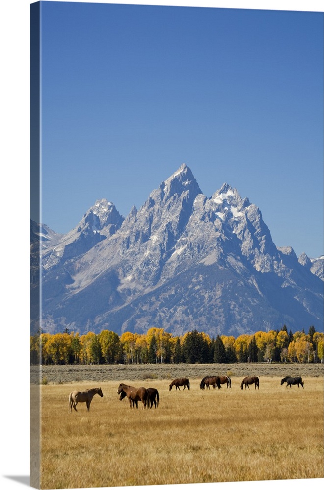 Wyoming, Grand Teton National Park, Teton Range and Cottonwood trees and horses.