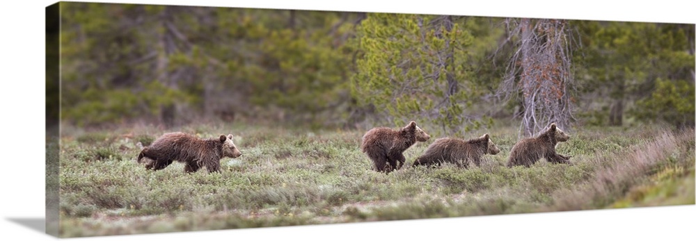 USA, Wyoming, Grand Teton National Park. Yearling grizzly bears running to catch up with sow bear. Credit: Don Grall