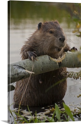 Wyoming, North American Beaver gnawing through an aspen on a pond shore