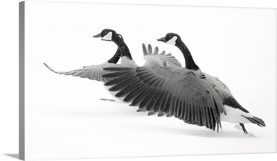 Wyoming, Two Canadian Geese Taking Flight